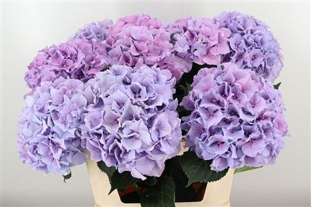 Hortenzia M Royal Benefit