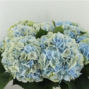 Hortenzia M Verena Blue