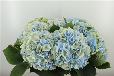 Hortenzia M Verena Blue