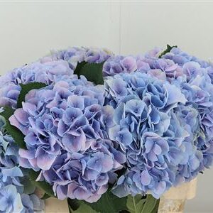 Hortenzia M-Marsepein Milka 60 cm