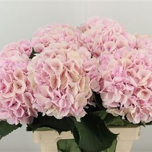 Hydr Cl M Verena Champagne – čerstvý rezaný kvet, dĺžka: 65 cm, pôvod: NL