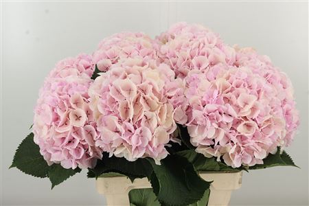 Hydr Cl M Verena Champagne – čerstvý rezaný kvet, dĺžka: 65 cm, pôvod: NL