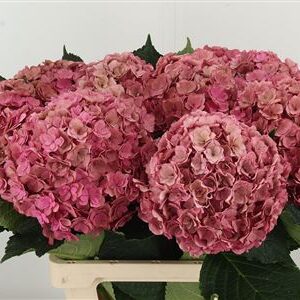 Hydr Cl M Royal Anastasia – čerstvý rezaný kvet, dĺžka: 65 cm, pôvod: NL