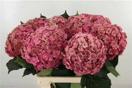 Hydr Cl M Royal Anastasia – čerstvý rezaný kvet, dĺžka: 65 cm, pôvod: NL