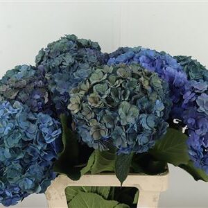 Hortenzia M Roy Anastasia Purple