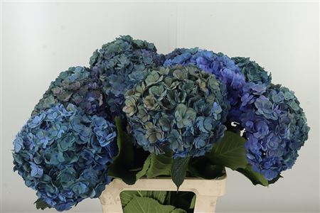 Hortenzia M Roy Anastasia Purple