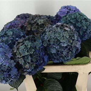 Hortenzia M Roy Anastasia Purple