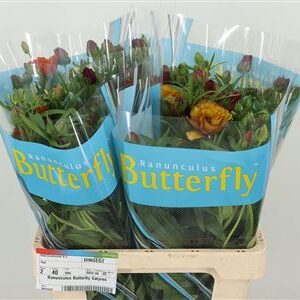 Ran Butterfly Satyros – čerstvý rezaný kvet, dĺžka: 60 cm, pôvod: KE
