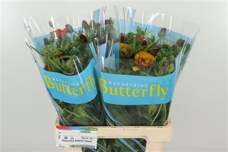 Ran Butterfly Satyros – čerstvý rezaný kvet, dĺžka: 60 cm, pôvod: KE