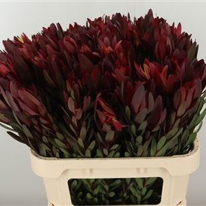 Leucadendron Safari Sunset