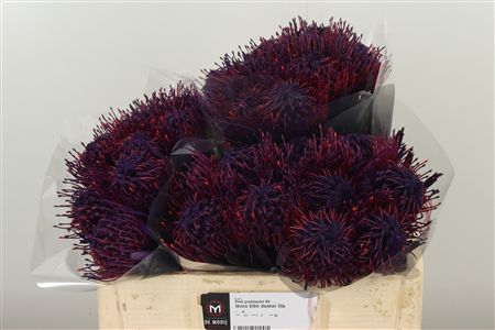 Leucadendron Milka farbený