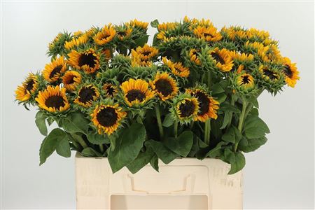 Slnečnica Helianthus Sonja, rezaný kvet s dĺžkou 60 cm