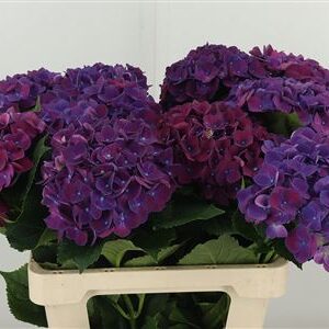 Hortenzia Mon Amour Purple s dĺžkou 80 cm