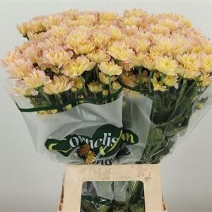 Chryzantéma Resq Peach s jemnými broskyňovými lupeňmi