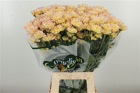 Chryzantéma Resq Peach s jemnými broskyňovými lupeňmi