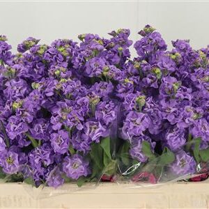 Matth Impala Lavende – čerstvý rezaný kvet, dĺžka: 53 cm, pôvod: NL