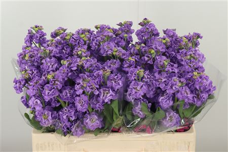 Matth Impala Lavende – čerstvý rezaný kvet, dĺžka: 53 cm, pôvod: NL
