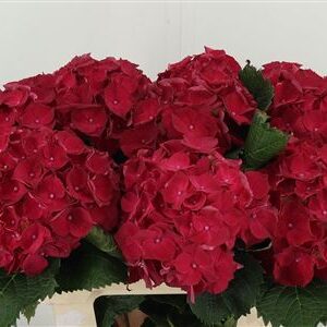 Hortenzia M Mon Amour Red 60 cm