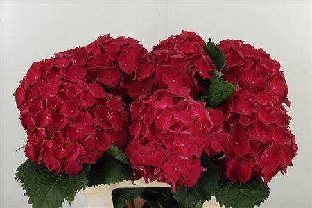 Hortenzia M Mon Amour Red 60 cm