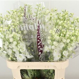 Delph El Dewi White Smile – čerstvý rezaný kvet, dĺžka: 80 cm, pôvod: NL