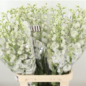 Delphinium El Dewi White Smile v bielej farbe