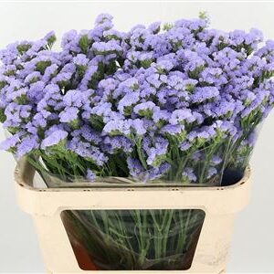 Limonium Peach Wings