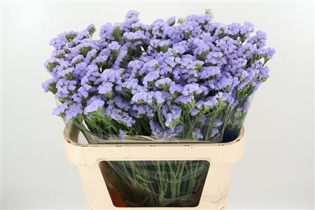Limonium Peach Wings
