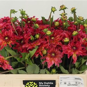 Dalia Yvonne Geerling – čerstvý rezaný kvet, dĺžka: 50 cm, pôvod: NL