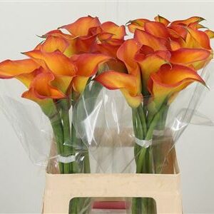 Kala Zant Morning Sun Orange – čerstvý rezaný kvet, dĺžka: 70 cm, pôvod: NL