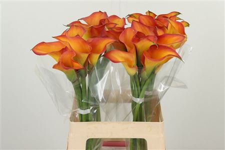 Kala Zant Morning Sun Orange – čerstvý rezaný kvet, dĺžka: 70 cm, pôvod: NL