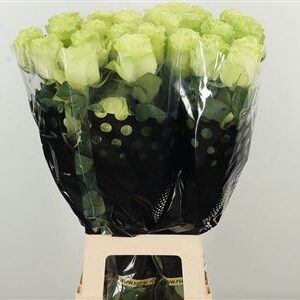 Zelená ruža Equator Wasabi 60 cm