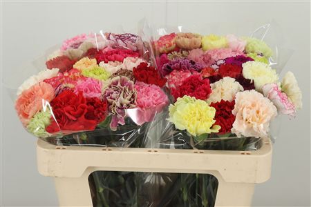 Di St Gem In Bos – čerstvý rezaný kvet, dĺžka: 50 cm, pôvod: CO