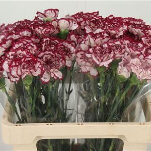 Di St Baccarat – čerstvý rezaný kvet, dĺžka: 55 cm, pôvod: CO