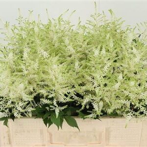 Astilbe Washington White s bielymi súkvetiami