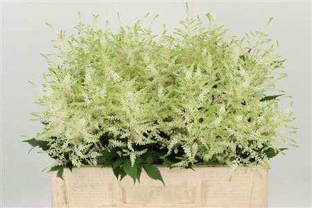 Astilbe Whasingthon White – čerstvý rezaný kvet, dĺžka: 55 cm, pôvod: NL