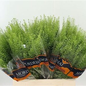 Thlaspi Green Bell 70 cm