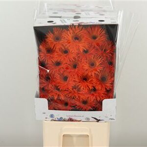Gerbera Ge Mi @ Spider Firecracker – čerstvý rezaný kvet, dĺžka: 50 cm, pôvod: NL