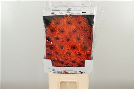 Gerbera Ge Mi @ Spider Firecracker – čerstvý rezaný kvet, dĺžka: 50 cm, pôvod: NL