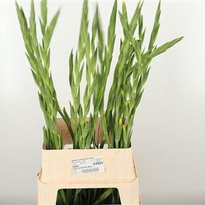Gladiool Bananarama Yellow – čerstvý rezaný kvet, dĺžka: 130 cm, pôvod: NL