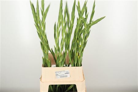 Gladiool Bananarama Yellow – čerstvý rezaný kvet, dĺžka: 130 cm, pôvod: NL