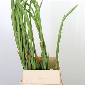 Gladiool Peche Melba Salmon – čerstvý rezaný kvet, dĺžka: 120 cm, pôvod: NL