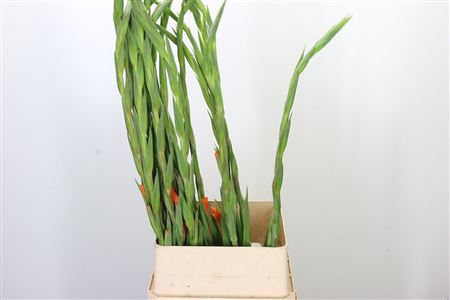 Gladiool Peche Melba Salmon – čerstvý rezaný kvet, dĺžka: 120 cm, pôvod: NL
