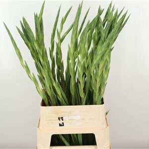 Gladiool Pink Lady – čerstvý rezaný kvet, dĺžka: 100 cm, pôvod: NL