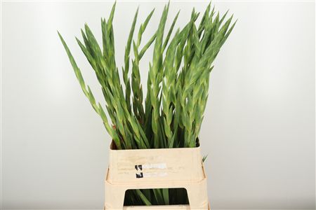Gladiool Pink Lady – čerstvý rezaný kvet, dĺžka: 100 cm, pôvod: NL