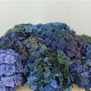 Hortenzia M Roy Anastasia Purple