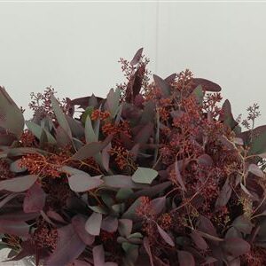 Eukalyptus Populus 70 cm