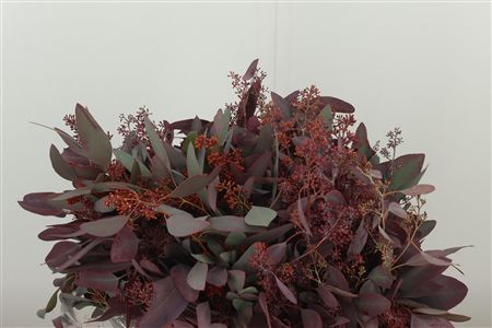Eukalyptus Populus 70 cm