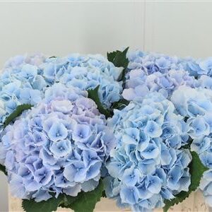 Hydr M Verena Blue – čerstvý rezaný kvet, dĺžka: 50 cm, pôvod: NL