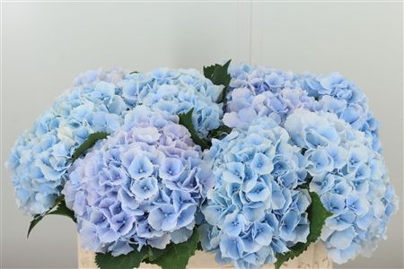 Hydr M Verena Blue – čerstvý rezaný kvet, dĺžka: 50 cm, pôvod: NL
