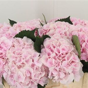 Hydr M Verena Pink – čerstvý rezaný kvet, dĺžka: 50 cm, pôvod: NL